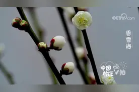 望去茫茫香雪海，吾家山畔好题名。药王谷香雪海美如画！视频封面