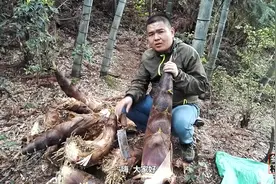 竹笋剥壳有绝招，农村小伙只需一刀就能剥好，还说春笋比冬笋难挖视频封面