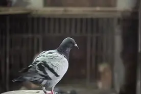 纪录片《归巢》：成都王金轮养鸽故事视频封面