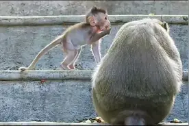 太惊险了，小猴被妈妈绑到树上重重摔掉在地，立马就站不稳了视频封面