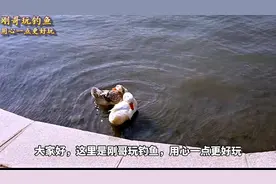 护城河里的鱼上哪去了？找到鱼的邻居打听意外遇见一只串串鸭视频封面