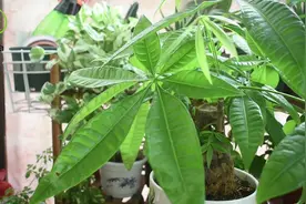 发财树的叶子卷曲成麻花状，只需用4招，叶子平整又青翠视频封面