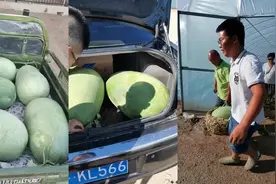 这西瓜也太大了，我一辆三轮就装了五个视频封面