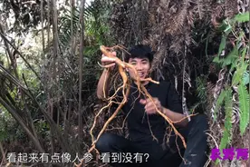 广西玉林小伙深山挖天星木根，拿来熬凉茶喝效果很好的，你知道吗视频封面