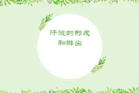 汗液的形成和排出