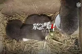 全面禁食后竹鼠养殖户的困境3万只竹鼠每天吃掉2万元不能卖养不起