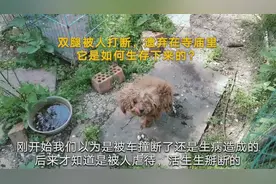 小泰迪双腿被人打断，遗弃在寺庙里，它是如何生存下来的？视频封面