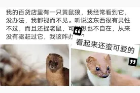店里来了一只黄鼠狼，不知怎么处理！网友:保家保财，好征兆