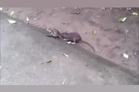 老鼠吃癞蛤蟆，咬着它的腿往后拉不让它跑，多亏路人把老鼠赶走