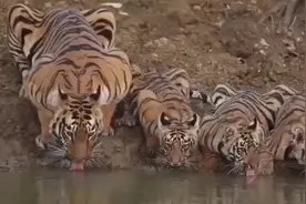 虎妈妈和它的三只小老虎在河边喝水，一起伸舌头的样子真可爱视频封面