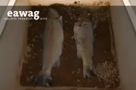 5000条蛆虫耗时22小时成功将2条鱼分解完成