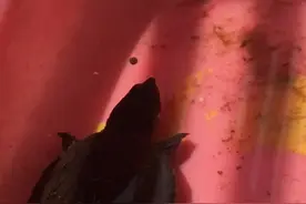 鳄龟7一8厘米。