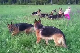 这应该是世界上最安全的小女孩。十四只德牧保护她