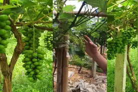 今天讲阳光玫瑰葡萄修穗的方法！手把手教学，种植户一看就会！