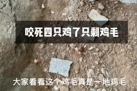 黄鼠狼咬鸡后续，第六只鸡了，村民说打不得，抓不得，这可怎么办