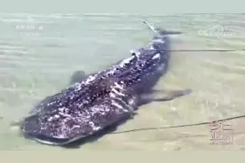 印海岸惊现鲸鲨尸体 政府出动挖掘机打捞视频封面