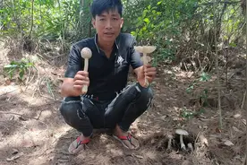 南宁蜂哥：又到了采野生蘑菇的季节了，教你分辨这种美味的蘑菇