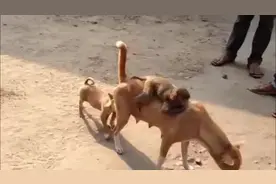 小猴子把狗狗当妈妈，整天黏在狗身上