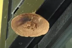 蜂窝是怎么建成的？实拍蜂后筑巢全过程，看完太震撼了视频封面