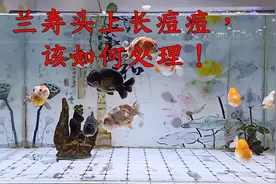 兰寿头上有白色颗粒状的分泌物，类似我们张的痘痘，不用怕