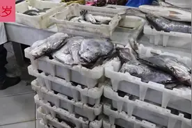 月亮鱼真肥,切开那一刻肉比金枪鱼好,嫩得像豆腐