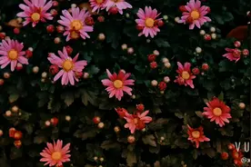 花花的世界视频封面