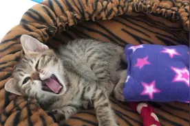 一只有灵魂的猫咪视频封面