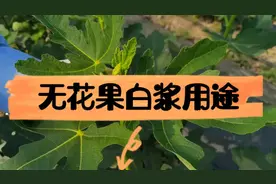 【无花果陈宁说】第9期：无花果白色乳液有什么用途？视频封面