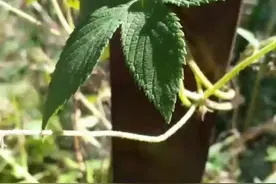 在“微信”上怎样启用“微信运动“