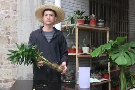 富贵竹长高了，这样正确的修剪，看看你都剪对了吗视频封面