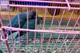 这是牡丹鹦鹉的什么品种，如何饲养呢？