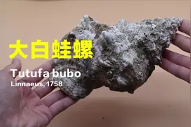 教你手工清洗大海螺，吃完美味的海螺后，螺壳可以这样清洗