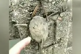清道夫的生命力真强，内脏掏空暴晒半天，见水没想到还能活！视频封面