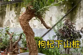 五月中旬挖的下山桩枸杞，不到一月长势如此旺盛，修剪后像条大蛇视频封面