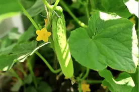 黄瓜的雄花雌花，从花苞到瓜的过程，兔妈教你认识