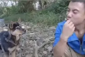 人和狗一起吃东西，如果倒放会有意想不到的效果视频封面