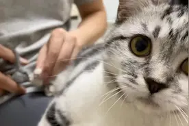 淘气小猫剪起指甲却如此乖巧，躺在主人怀里，不一会儿就轻松剪完视频封面