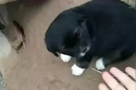 “四蹄踏雪狗”，老人说“不吉利”，“狗来财”是不是你的狗视频封面