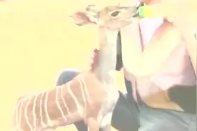 温柔美好的王俊凯，见过小凯喂奶吗？