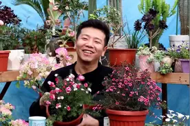 松红梅开花爆盆，花期几个月，花后用这方法，快速枝叶繁茂！