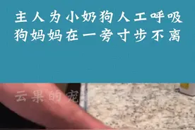 刚出生的小奶狗如果没了呼吸，怎么办？