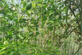 铁线莲要想开花多，需不需要打顶促分支？只要正常盘绕牵引就可以视频封面