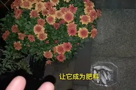 鱼肠死鱼边角料不要扔，埋在土里当肥料，富含氮磷钾及微量元素