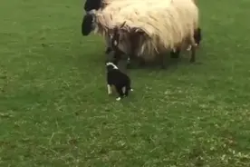 有种技能是天生的，例如边牧犬的赶羊，多少岁都可以！视频封面