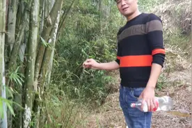 竹子也有效用 嫩叶泡水清热解毒