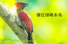 52集    啄木鸟科国内统计55种，树木有你们在就放心了！
