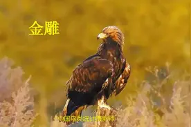 （70集）鹰科国内统计52种，图片分享大家欣赏识别。视频封面