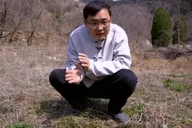 农村常见1种野菜，人称“护肝王”，常吃预防肝炎，还能消退黄疸