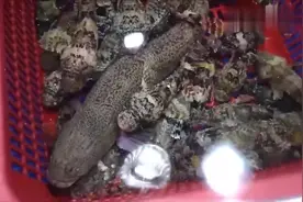 大海刚抓起来极品海狗鱼，大娘直接手起刀落，这技术给多少月薪