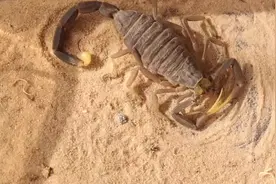 蝎子蜕皮的整过过程时光倒流视频封面